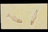 Two Detailed Fossil Fish (Knightia) - Wyoming #116765-1